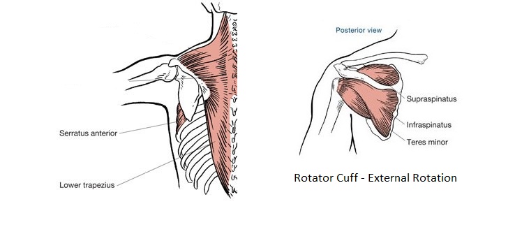 shoulder rehab exercises - shoulder muscles